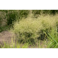 KUPSTINĖ ŠLUOTSMILGĖ (Deschampsia caespitosa) 'PALAVA'