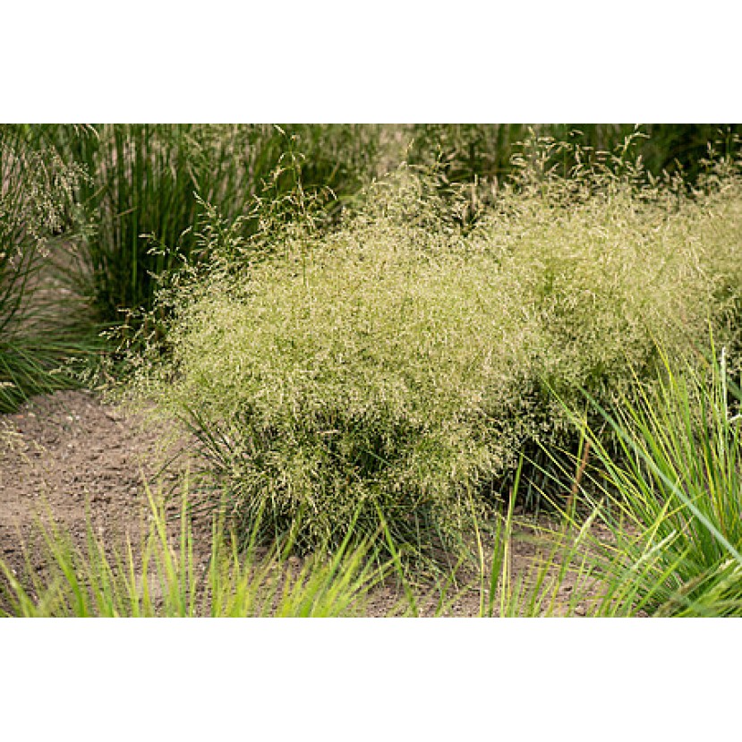 KUPSTINĖ ŠLUOTSMILGĖ (Deschampsia caespitosa) 'PALAVA' KUPSTINĖ ŠLUOTSMILGĖ (Deschampsia caespitosa) 'PALAVA'