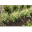 KUPSTINĖ ŠLUOTSMILGĖ (Deschampsia caespitosa) 'PALAVA' KUPSTINĖ ŠLUOTSMILGĖ (Deschampsia caespitosa) 'PALAVA'