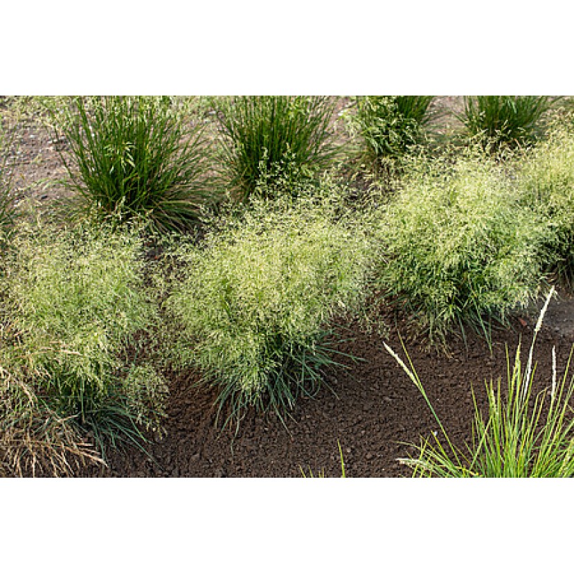 KUPSTINĖ ŠLUOTSMILGĖ (Deschampsia caespitosa) 'PALAVA' KUPSTINĖ ŠLUOTSMILGĖ (Deschampsia caespitosa) 'PALAVA'