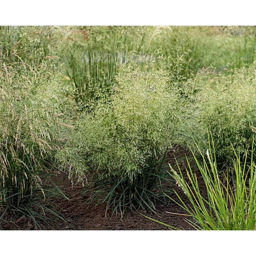 KUPSTINĖ ŠLUOTSMILGĖ (Deschampsia caespitosa) 'PALAVA' KUPSTINĖ ŠLUOTSMILGĖ (Deschampsia caespitosa) 'PALAVA'