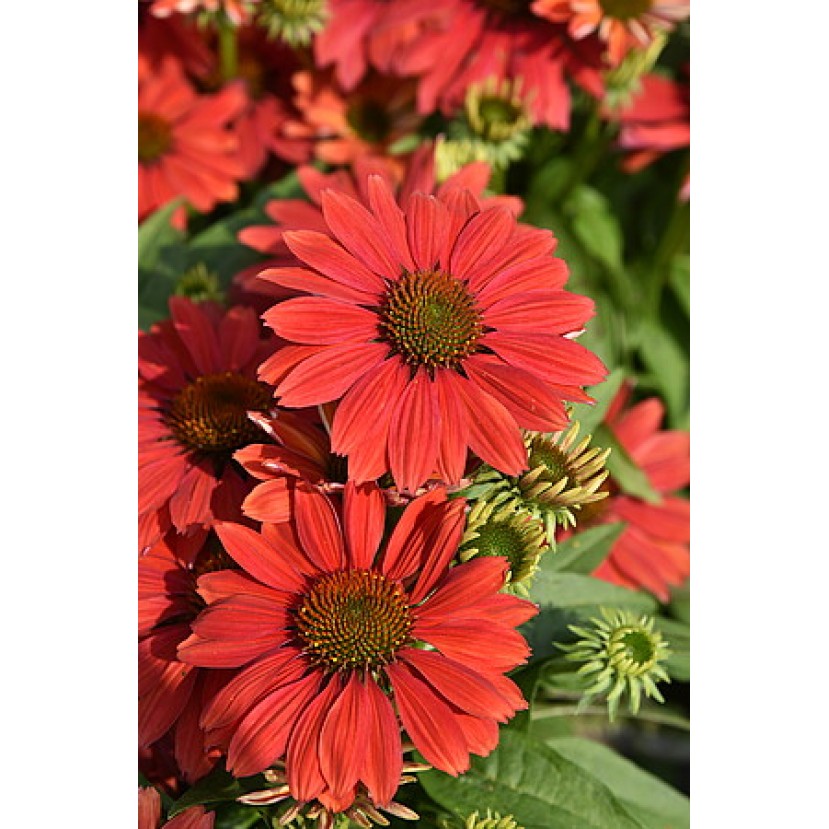 EŽIUOLĖ (ECHINACEA HYBRIDA) 'PEARL DARK ORANGE' EŽIUOLĖ (ECHINACEA HYBRIDA) 'PEARL DARK ORANGE'