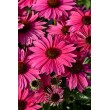 EŽIUOLĖ (ECHINACEA HYBRIDA) 'PEARL MAGENTA IMP'