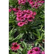 EŽIUOLĖ (ECHINACEA HYBRIDA) 'PEARL MAGENTA IMP'