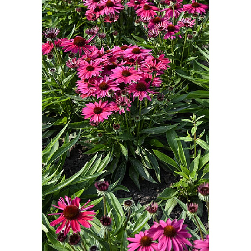 EŽIUOLĖ (ECHINACEA HYBRIDA) 'PEARL MAGENTA IMP'