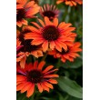 EŽIUOLĖ (ECHINACEA HYBRIDA) 'PEARL ORANGE' EŽIUOLĖ (ECHINACEA HYBRIDA) 'PEARL ORANGE'