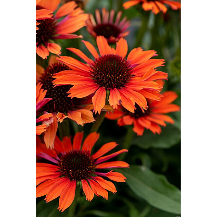 EŽIUOLĖ (ECHINACEA HYBRIDA) 'PEARL ORANGE' EŽIUOLĖ (ECHINACEA HYBRIDA) 'PEARL ORANGE'
