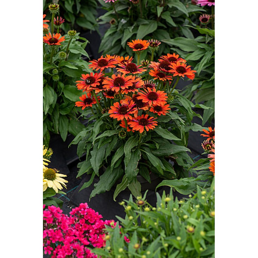 EŽIUOLĖ (ECHINACEA HYBRIDA) 'PEARL ORANGE' EŽIUOLĖ (ECHINACEA HYBRIDA) 'PEARL ORANGE'