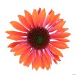 EŽIUOLĖ (ECHINACEA HYBRIDA) 'PEARL ORANGE' EŽIUOLĖ (ECHINACEA HYBRIDA) 'PEARL ORANGE'