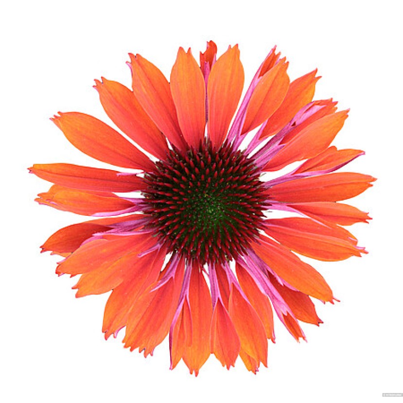EŽIUOLĖ (ECHINACEA HYBRIDA) 'PEARL ORANGE' EŽIUOLĖ (ECHINACEA HYBRIDA) 'PEARL ORANGE'