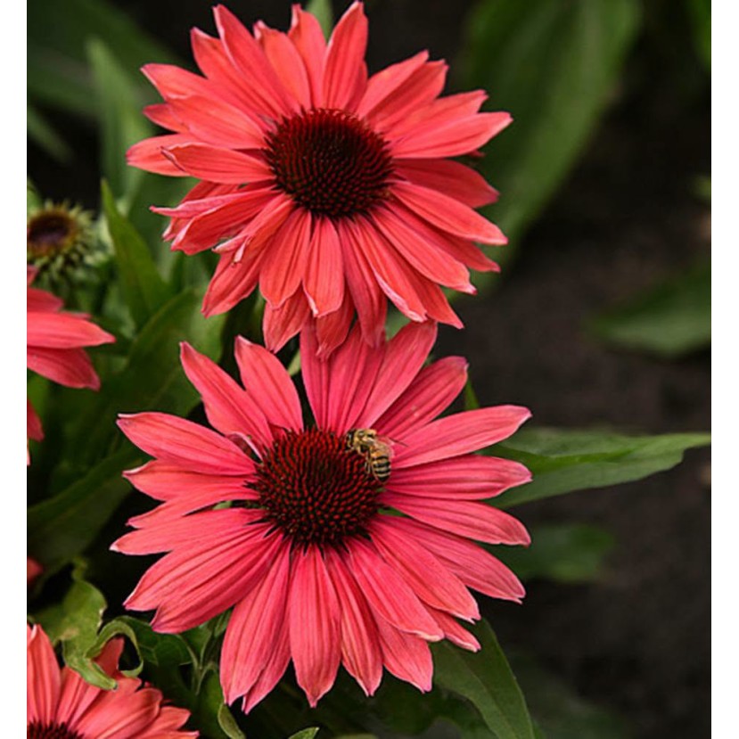 EŽIUOLĖ (ECHINACEA HYBRIDA) 'PEARL CORAL' EŽIUOLĖ (ECHINACEA HYBRIDA) 'PEARL CORAL'