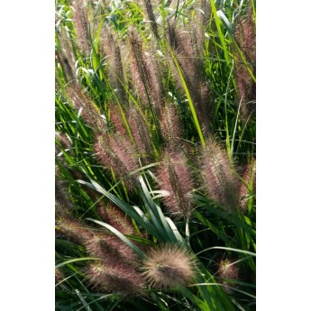 SORUOLĖ PAŠIAUŠĖLINĖ (PENNISETUM ALOPECUROIDES) 'RED HEAD'