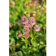 ASTRANCIJA (ASTRANTIA MAJOR) 'PINK BUTTON' ASTRANCIJA (ASTRANTIA MAJOR) 'PINK BUTTON'