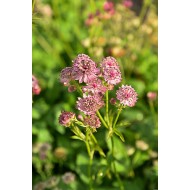 ASTRANCIJA (ASTRANTIA MAJOR) 'PINK BUTTON'
