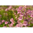 ASTRANCIJA (ASTRANTIA MAJOR) 'PINK BUTTON' ASTRANCIJA (ASTRANTIA MAJOR) 'PINK BUTTON'