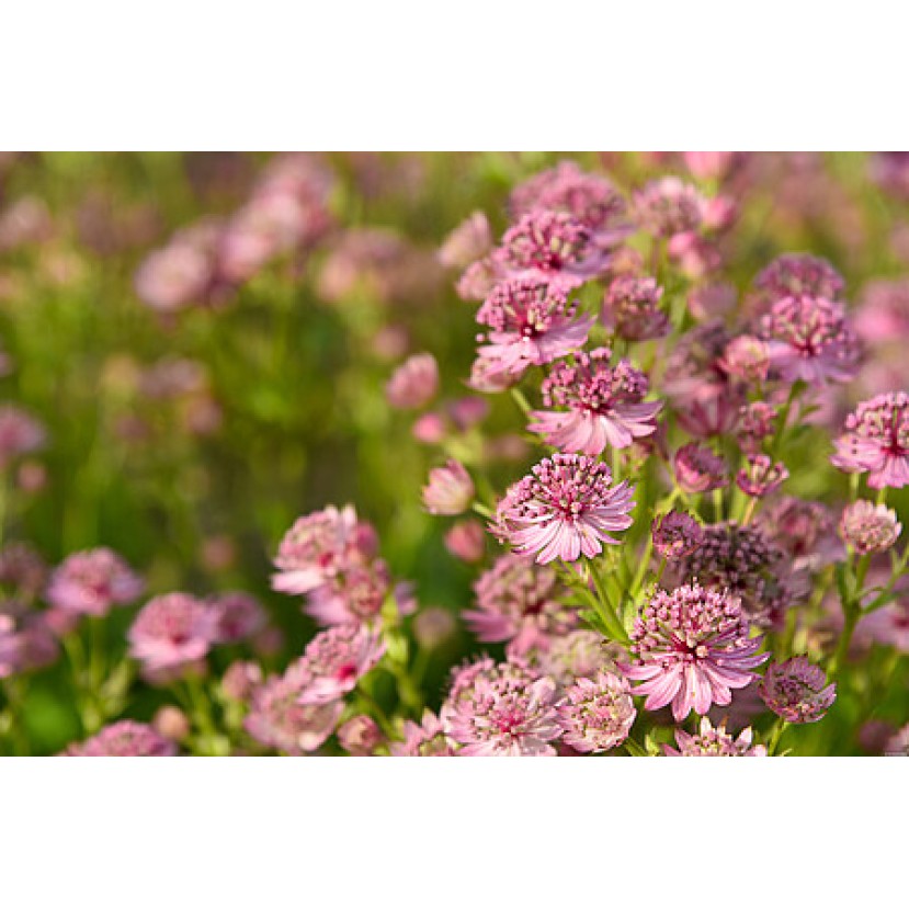 ASTRANCIJA (ASTRANTIA MAJOR) 'PINK BUTTON' ASTRANCIJA (ASTRANTIA MAJOR) 'PINK BUTTON'