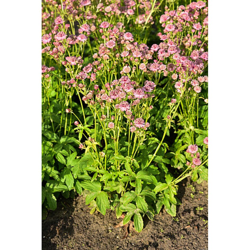 ASTRANCIJA (ASTRANTIA MAJOR) 'PINK BUTTON' ASTRANCIJA (ASTRANTIA MAJOR) 'PINK BUTTON'