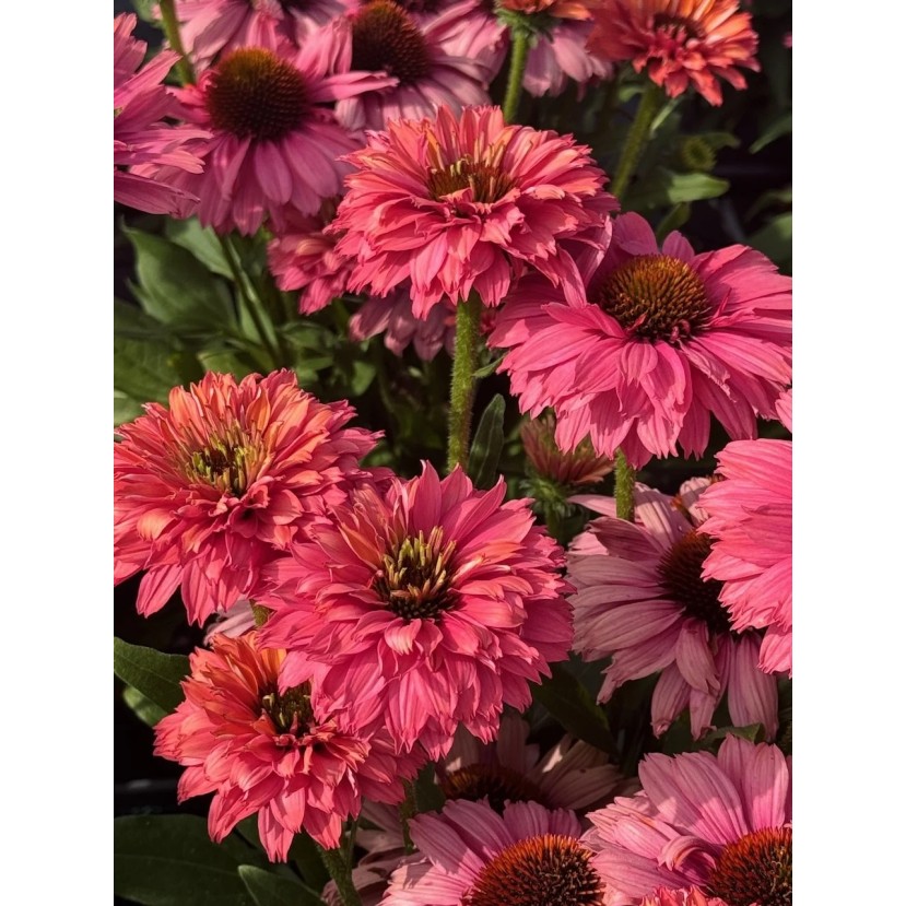 EŽIUOLĖ (ECHINACEA PURPUREA) 'SUNSEEKERS PINK GRAPEFRUIT'