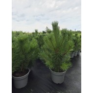 KABLELINĖ PUŠIS (PINUS MUGO VAR. UNCINATA)