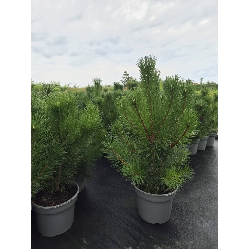 KABLELINĖ PUŠIS (PINUS UNCINATA) KABLELINĖ PUŠIS (PINUS UNCINATA)