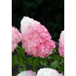 ŠLUOTELINĖ HORTENZIJA (HYDRANGEA PANICULATA) 'LIVING PINK & ROSE' ŠLUOTELINĖ HORTENZIJA (HYDRANGEA PANICULATA) 'LIVING PINK & ROSE'