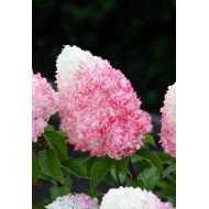 ŠLUOTELINĖ HORTENZIJA (HYDRANGEA PANICULATA) 'LIVING PINK AND ROSE'