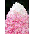 ŠLUOTELINĖ HORTENZIJA (HYDRANGEA PANICULATA) 'LIVING PINK & ROSE' ŠLUOTELINĖ HORTENZIJA (HYDRANGEA PANICULATA) 'LIVING PINK & ROSE'