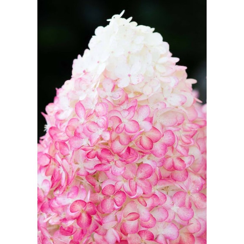 ŠLUOTELINĖ HORTENZIJA (HYDRANGEA PANICULATA) 'LIVING PINK & ROSE' ŠLUOTELINĖ HORTENZIJA (HYDRANGEA PANICULATA) 'LIVING PINK & ROSE'