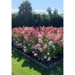 ŠLUOTELINĖ HORTENZIJA (HYDRANGEA PANICULATA) 'LIVING PINK & ROSE' ŠLUOTELINĖ HORTENZIJA (HYDRANGEA PANICULATA) 'LIVING PINK & ROSE'