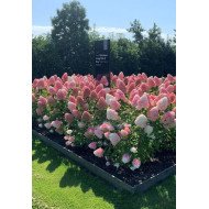 ŠLUOTELINĖ HORTENZIJA (HYDRANGEA PANICULATA) 'LIVING PINK AND ROSE' ŠLUOTELINĖ HORTENZIJA (HYDRANGEA PANICULATA) 'LIVING PINK AND ROSE'