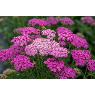KRAUJAŽOLĖ (ACHILEA MILLEFOLIUM) 'PRETTY BELINDA' KRAUJAŽOLĖ (ACHILEA MILLEFOLIUM) 'PRETTY BELINDA'