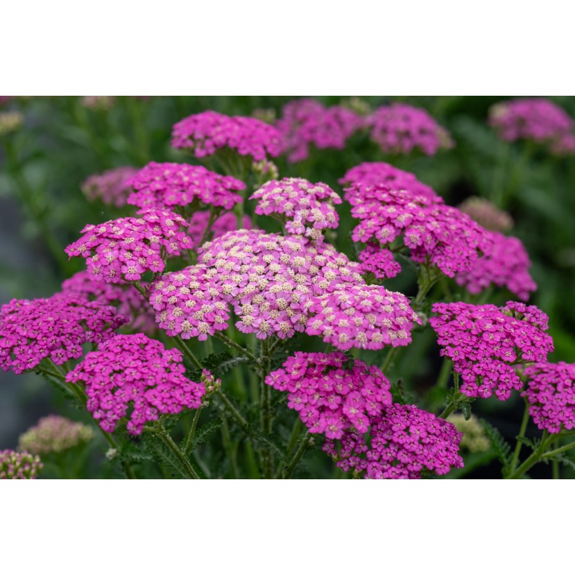 KRAUJAŽOLĖ (ACHILEA MILLEFOLIUM) 'PRETTY BELINDA' KRAUJAŽOLĖ (ACHILEA MILLEFOLIUM) 'PRETTY BELINDA'