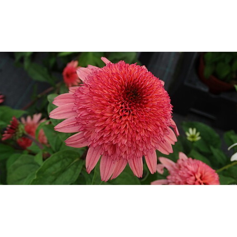 EŽIUOLĖ (ECHINACEA HYBRIDA) 'RASPBERRY TRUFFLE' EŽIUOLĖ (ECHINACEA HYBRIDA) 'RASPBERRY TRUFFLE'