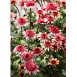 EŽIUOLĖ (ECHINACEA HYBRIDA) 'RASPBERRY TRUFFLE' EŽIUOLĖ (ECHINACEA HYBRIDA) 'RASPBERRY TRUFFLE'