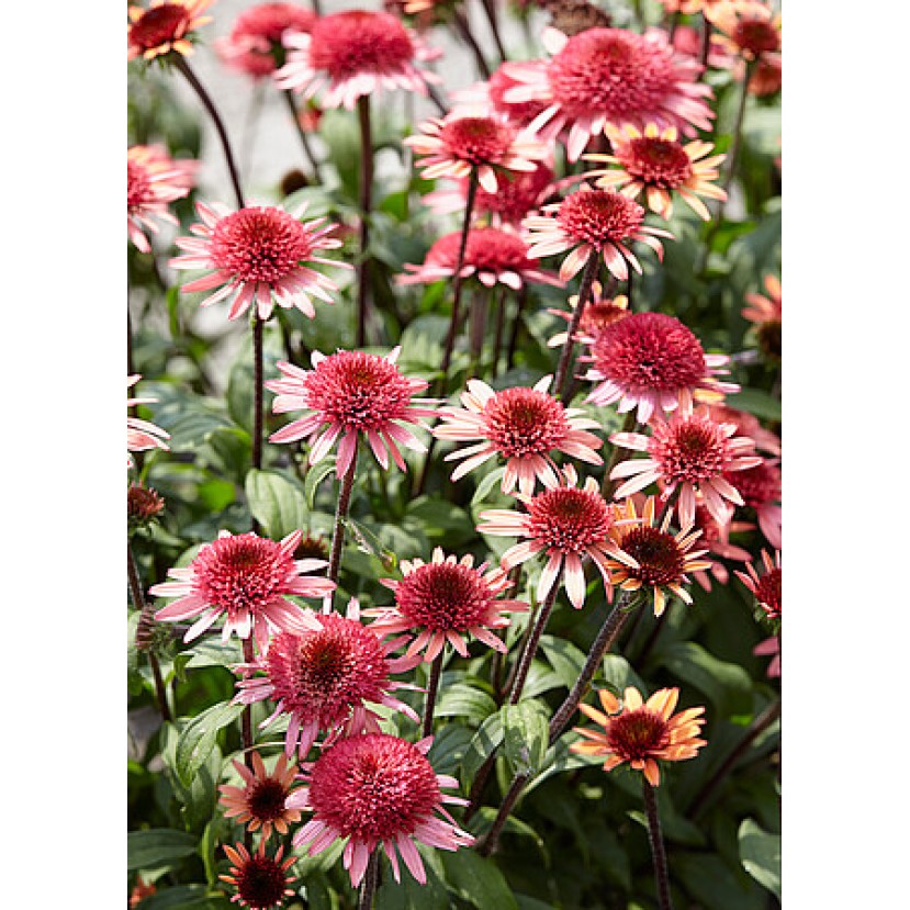 EŽIUOLĖ (ECHINACEA HYBRIDA) 'RASPBERRY TRUFFLE' EŽIUOLĖ (ECHINACEA HYBRIDA) 'RASPBERRY TRUFFLE'