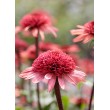 EŽIUOLĖ (ECHINACEA HYBRIDA) 'RASPBERRY TRUFFLE' EŽIUOLĖ (ECHINACEA HYBRIDA) 'RASPBERRY TRUFFLE'
