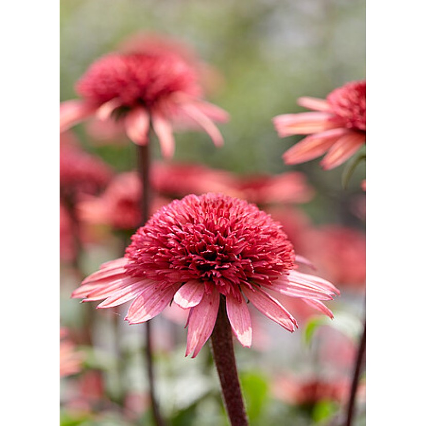 EŽIUOLĖ (ECHINACEA HYBRIDA) 'RASPBERRY TRUFFLE' EŽIUOLĖ (ECHINACEA HYBRIDA) 'RASPBERRY TRUFFLE'