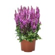 GOJINIS ŠALAVIJAS (SALVIA NEMOROSA) 'ROYAL MAGENTA'