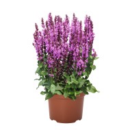 GOJINIS ŠALAVIJAS (SALVIA NEMOROSA) 'ROYAL MAGENTA' GOJINIS ŠALAVIJAS (SALVIA NEMOROSA) 'ROYAL MAGENTA'