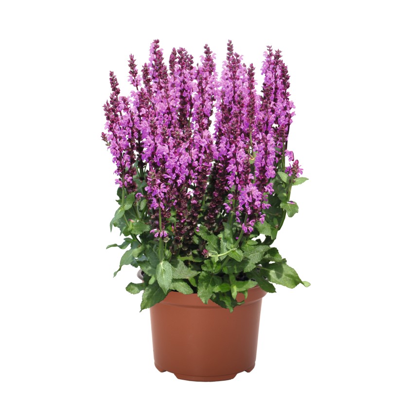 GOJINIS ŠALAVIJAS (SALVIA NEMOROSA) 'ROYAL MAGENTA'