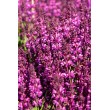 GOJINIS ŠALAVIJAS (SALVIA NEMOROSA) 'ROYAL MAGENTA'