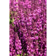 GOJINIS ŠALAVIJAS (SALVIA NEMOROSA) 'ROYAL MAGENTA'