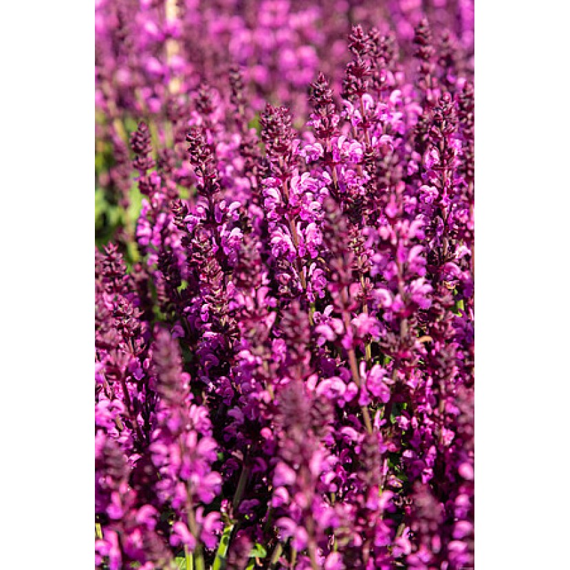 GOJINIS ŠALAVIJAS (SALVIA NEMOROSA) 'ROYAL MAGENTA'