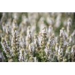 ŠALAVIJAS (SALVIA NEMOROSA) 'SALUTE WHITE' ŠALAVIJAS (SALVIA NEMOROSA) 'SALUTE WHITE'