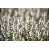 ŠALAVIJAS (SALVIA NEMOROSA) 'SALUTE WHITE'