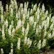 ŠALAVIJAS (SALVIA NEMOROSA) 'SALUTE WHITE' ŠALAVIJAS (SALVIA NEMOROSA) 'SALUTE WHITE'