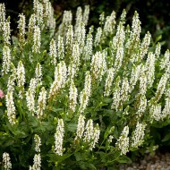 ŠALAVIJAS (SALVIA NEMOROSA) 'SALUTE WHITE' ŠALAVIJAS (SALVIA NEMOROSA) 'SALUTE WHITE'