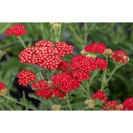 KRAUJAŽOLĖ (ACHILEA MILLEFOLIUM) 'SASSY SUMMER SANGRIA'