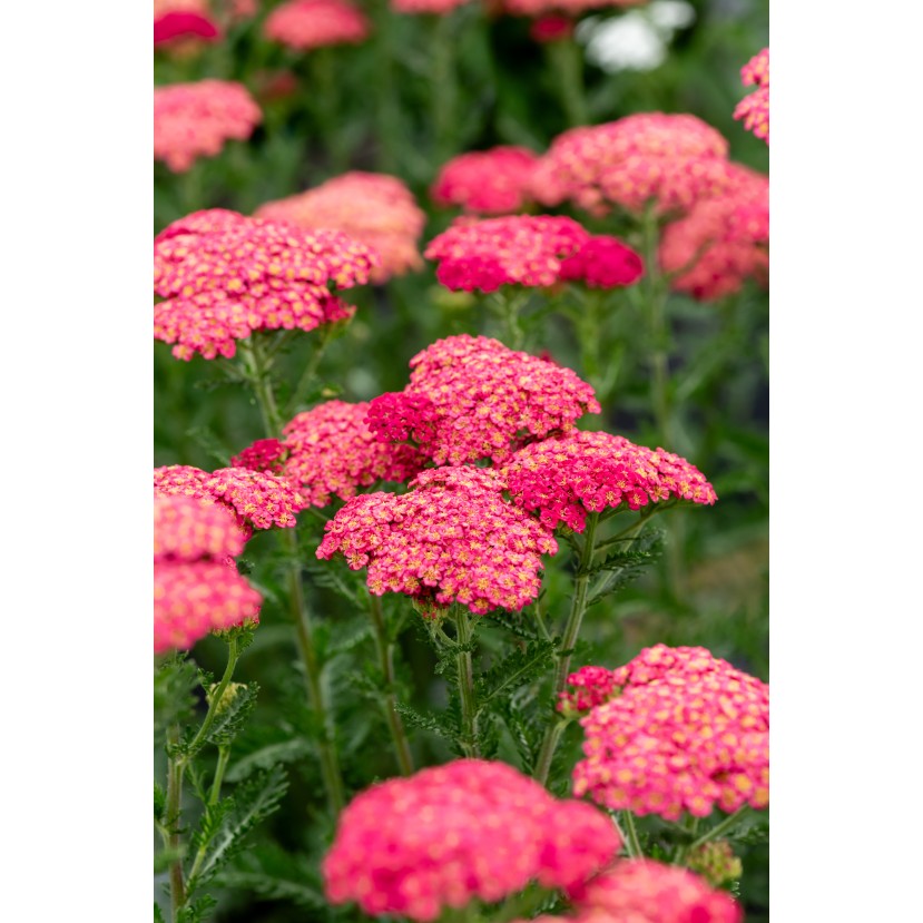 KRAUJAŽOLĖ (ACHILEA MILLEFOLIUM) 'SASSY SUMMER TAFFY' KRAUJAŽOLĖ (ACHILEA MILLEFOLIUM) 'SASSY SUMMER TAFFY'