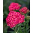 KRAUJAŽOLĖ (ACHILEA MILLEFOLIUM) 'SASSY SUMMER TAFFY' KRAUJAŽOLĖ (ACHILEA MILLEFOLIUM) 'SASSY SUMMER TAFFY'